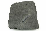Fossil Belemnite (Youngibelus) Rostrum - Germany #354204-1